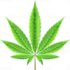 marijuana leaf illustration png