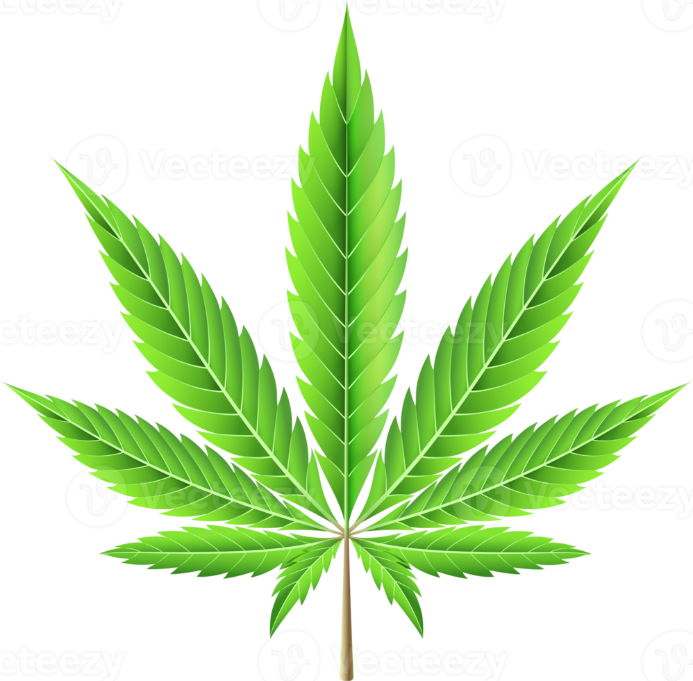 About marijuana leaf illustration png
